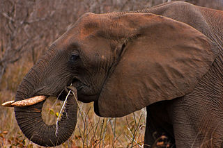An African elephant in Kruger Park using its prehensile trunk for foraging: Photograph courtesy of Wikipedia.